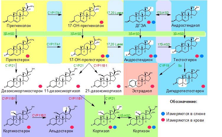 Мультистероидный анализ. Метод мультистероидного анализа. Анализ слюны на стероидные гормоны. Мультистероидный профиль слюны.